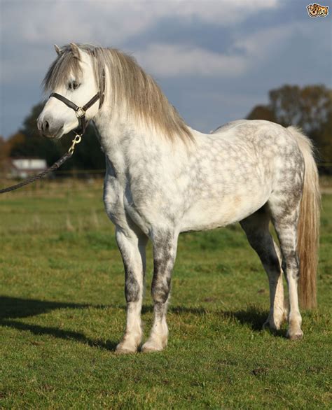 Welsh Mountain Pony Section A Caballo Hermosos Mascotas Bonitas
