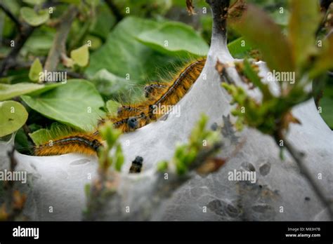 Lackey Moth Caterpillars Together In Their Web Nest In The Countryside