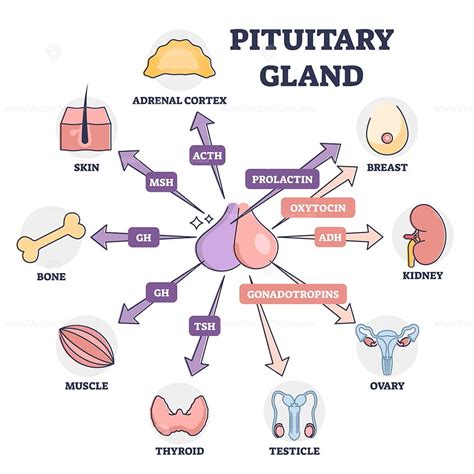 Pituitary Gland Hormones Medical Influence To Human Organs Outline