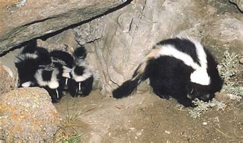 Striped Skunk Mephitis Mephitis Wildlife Journal Junior