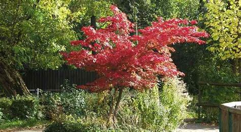 Dwarf Japanese Maples Including Weeping Types Leaves Pictures