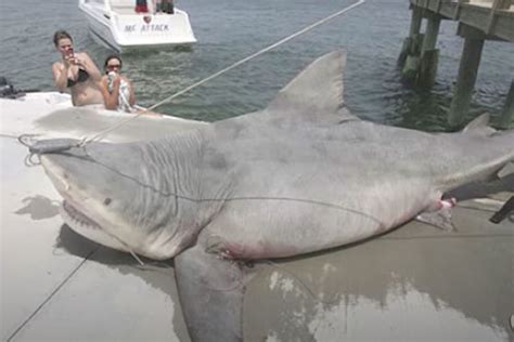 9 Of The Biggest Sharks Ever Caught Wide Open Spaces