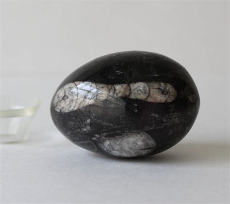 Black Fossil Stone Egg - Cynthia's Attic Direct - Antiques and Collectibles