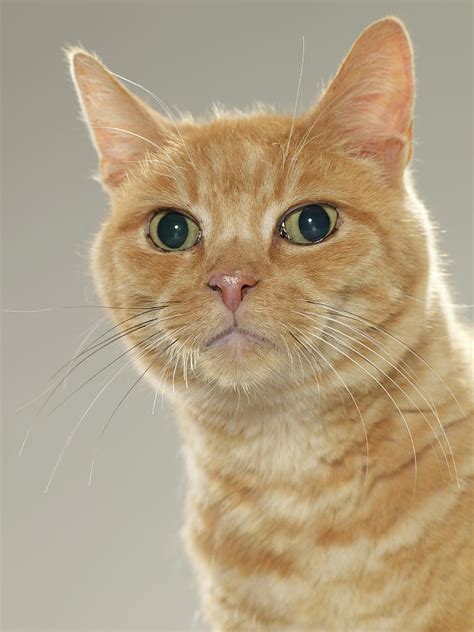 Ginger Tabby Cat Portrait Close Up By Michael Blann