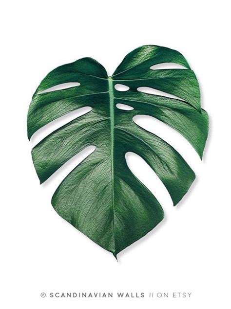 They can be printed on your own computer, by your local print/photo shop leaf print leaf design leaves decor leaves print art | etsy. Palm leaf print, botanical prints, tropical prints ...