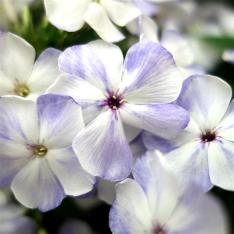 Volcano® Lilac Splash Garden Phlox Plant Addicts