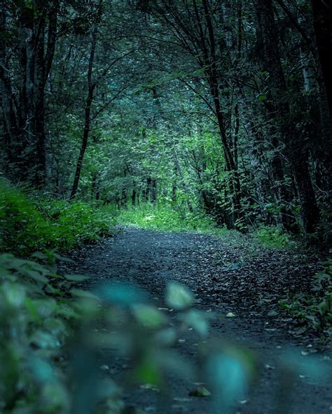 Online Crop Hd Wallpaper Pathway Between Tall Trees During Daytime