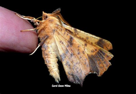 Maple Spanworm Moth Project Noah
