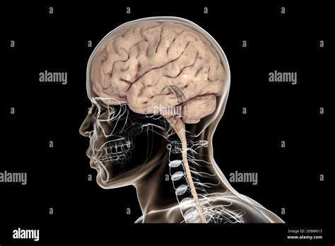 Human Brain Illustration Stock Photo Alamy