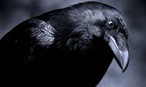 Crows Excellent Memory Helps Them Tell Human Friend From Foe Daily