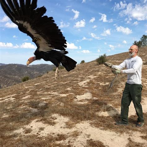 California Condors At Pinnacles Pinnacles National Park Us