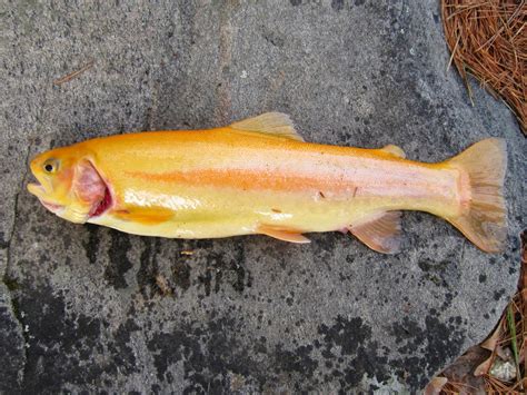 Southern New England Outdoor And Nature Site Golden Trout