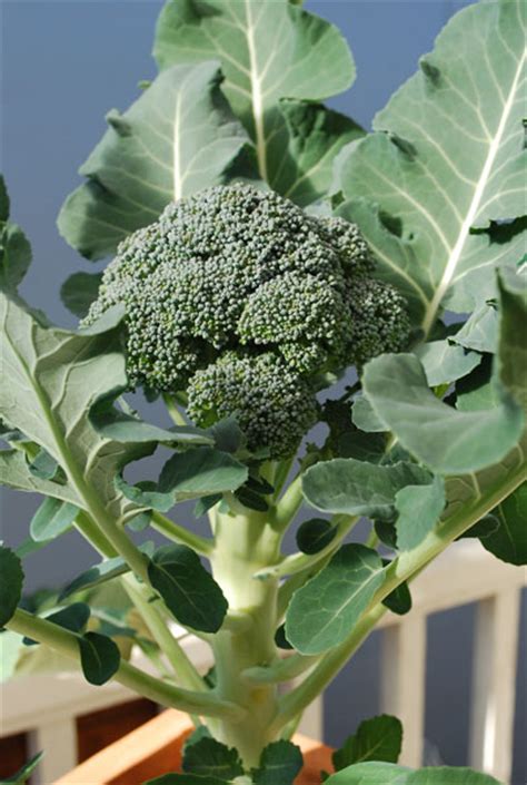 Growing Broccoli How To Grow Broccoli Planting Broccoli
