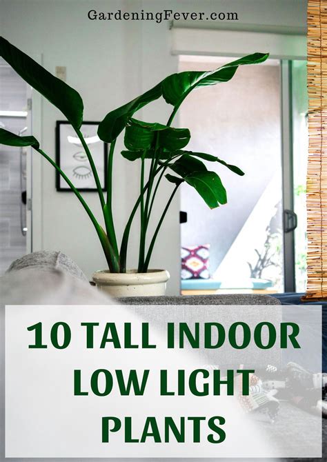 Big indoor plant low light. house plants that grow in water #Houseplants | Low light ...