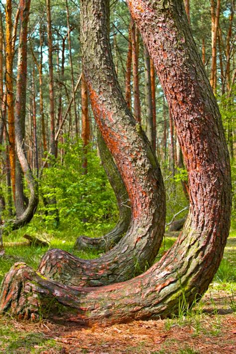 The Mystery Of The Crooked Forest Cool Poland Travel Idea Spot Cool