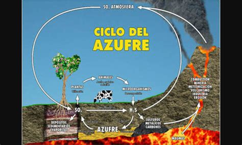 Ecolocas Ecologia Ciclo Del Azufre