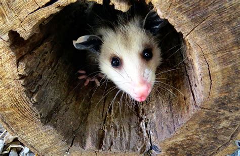 Opossum In The Hole Photograph By Art Dingo