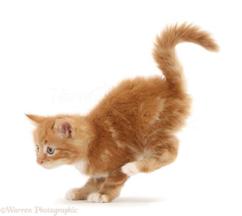 Ginger Kitten Jumping Down Photo Wp44865