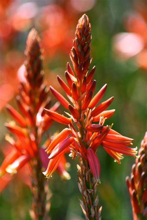 There are several different types of aloe plants you can buy and even more types of aloe available. Vivero Growers Garden: March 2014