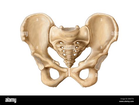 Anatomía De Los Huesos De La Pelvis Humana Fotografía De Stock Alamy