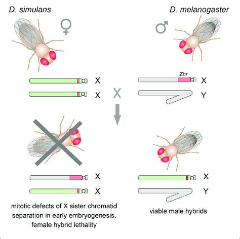 crosses between d simulans females and d melanogaster males produce download scientific
