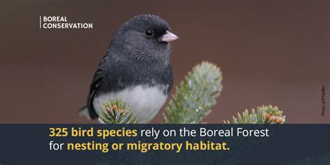 Linda On Twitter Rt Borealconserve North Americas Bird Nursery In