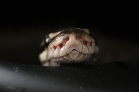 Does A Ball Python Bite Hurt And Why Would Your Pet Bite Terrarium