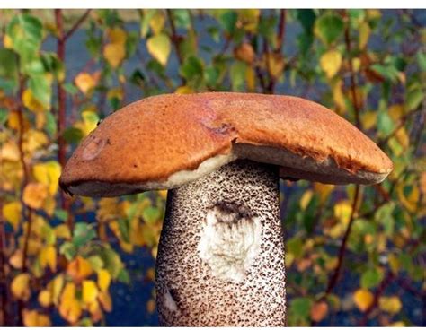 How To Identify And Prepare Edible Wild Mushrooms Health Guide Info