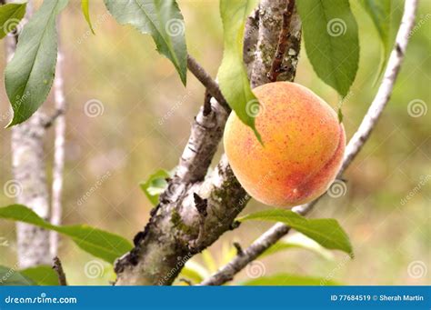 Closeup Of A Peach Growing On A Peach Tree Stock Image Image Of Juicy