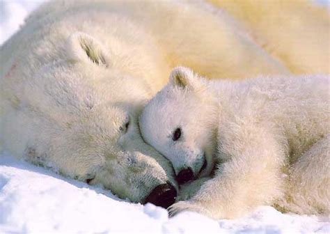 Unique Animals Blog Polar Bear Cubs Cute Pictures Polar