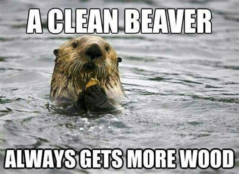 Happy Beaver Funny Adult Memes Funny Jokes For Adults Adult Humor