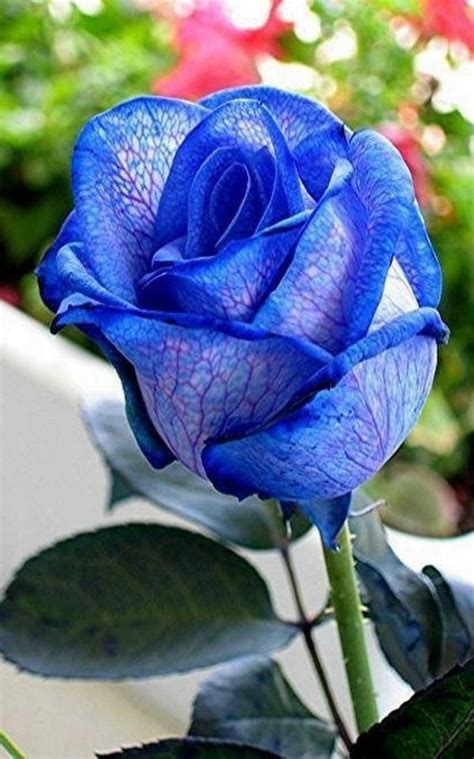 17 Best Velvet Blue Rose Images On Pinterest Flowers Plants And