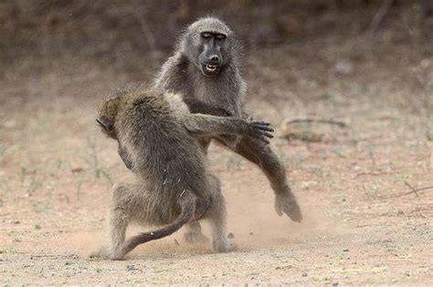 Baboons Stage Fierce Fight As They Clash Over Females In The Wild