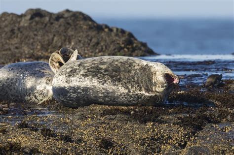 Harbor Seals Along Pacific Coast Highway Stock Photo Image Of Harbor