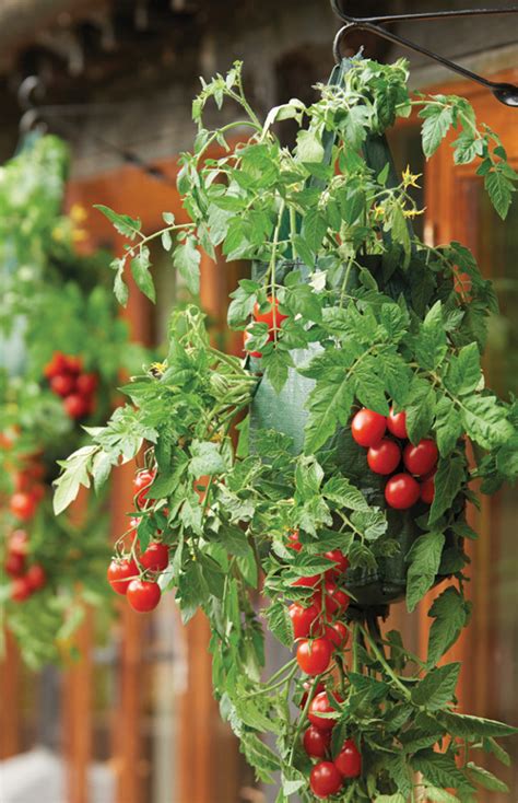 Hanging Tomato Planters Gardman Ethical Superstore