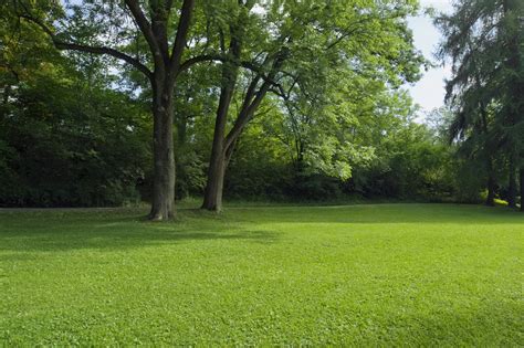 Just be sure to do your homework on the climate in your area as well as the space you want to plant in before you make a commitment, as some trees can. Growing Grass in the Shade