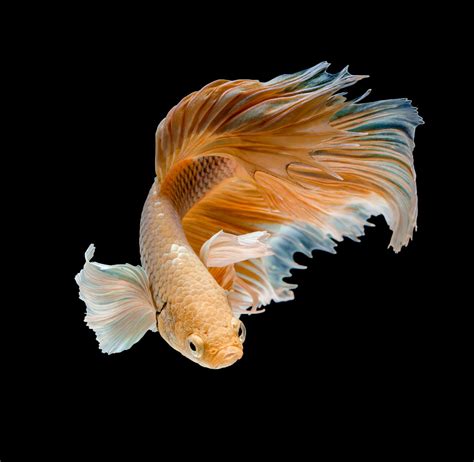 Creative Pet Fish Names Pets Gallery