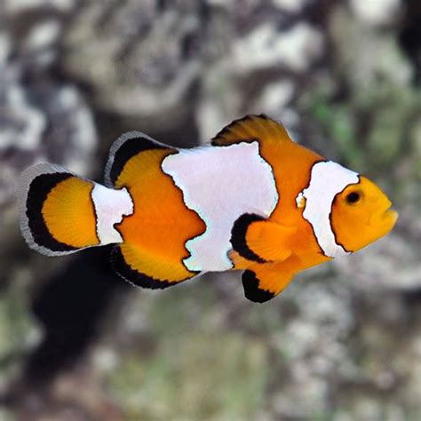 Snowflake Ocellaris Clownfish Captive Bred Saltwater Aquarium Fish