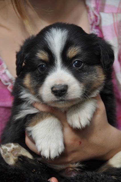 We have been breeding toy mini australian shepherds for 20+ years. Mini Aussie puppies for sale 307-254-3968 https://www ...