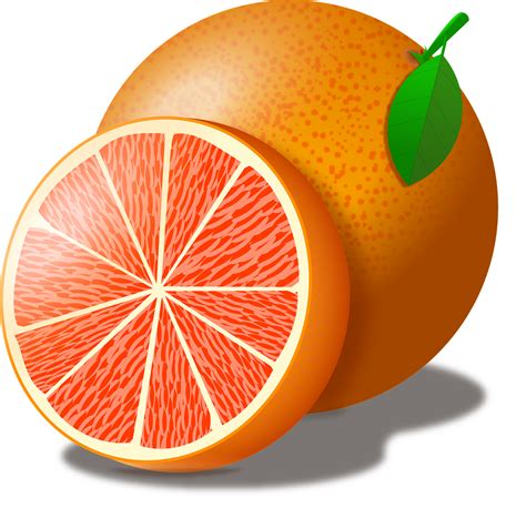 Grapefruit Vector The Fruit Free Vector Graphic On Pixabay