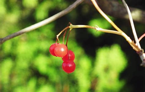 Viburnum Fruits Food Free Photo On Pixabay