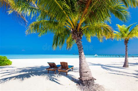 Deck Chairs Under Umrellas And Palm Trees On A Beach Stock Image