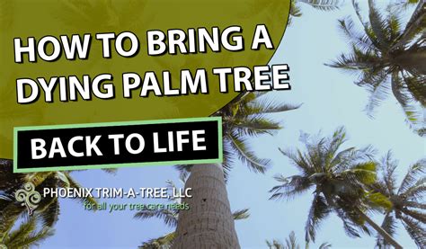 Ask questions and download or stream the entire soundtrack on spotify, youtube, itunes, & amazon. How To Bring A Dying Palm Tree Back To Life - Phoenix Trim ...