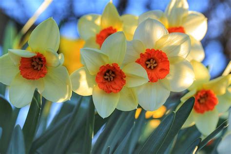 Blooming Daffodils Photograph By Lynn Hopwood Fine Art America