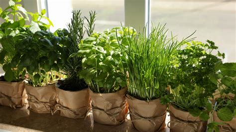 11 Tips For Growing Garden Herbs Indoors