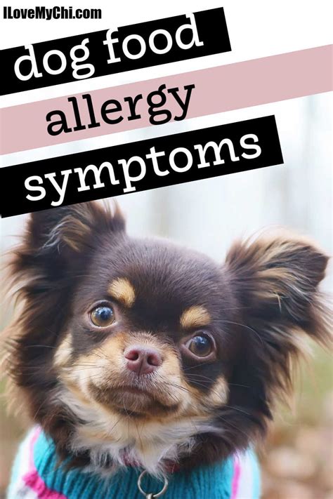 Dog Food Allergy Symptoms In 2021 Dog Food Allergies Food Allergy