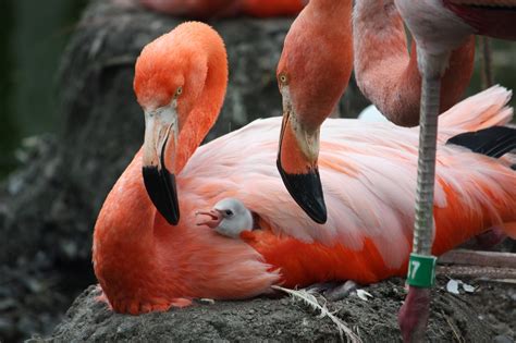Flamingos are large birds that are identifiable by their long necks, sticklike legs and pink or reddish feathers. World Bird Sanctuary: Growing Up Flamingo
