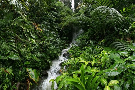 Hawaii Rainforest Wildernesscapes Photography Llc By Johnathan A