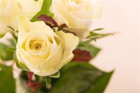 White Rose In A Bouquet Yellow Rose Bouquet Of Roses Stock Image