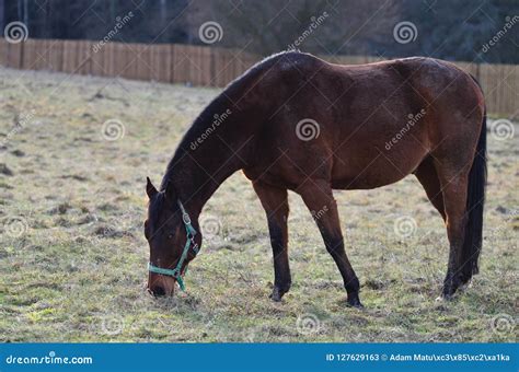 Brown Horse Eating Grass On The Field In Winter Stock Image Image Of